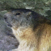 Photo de Marmotte