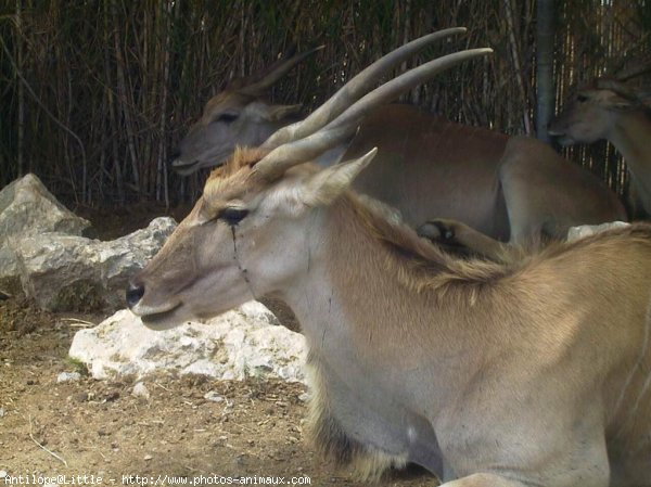 Photo d'Antilope