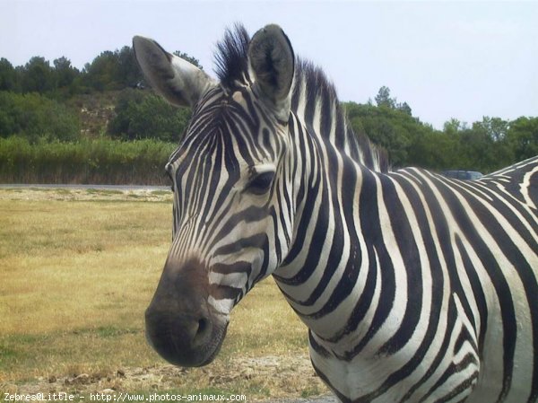 Photo de Zebre