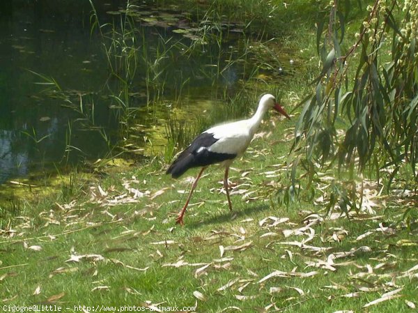 Photo de Cigogne