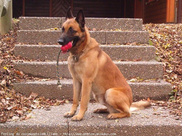 Photo de Berger belge malinois