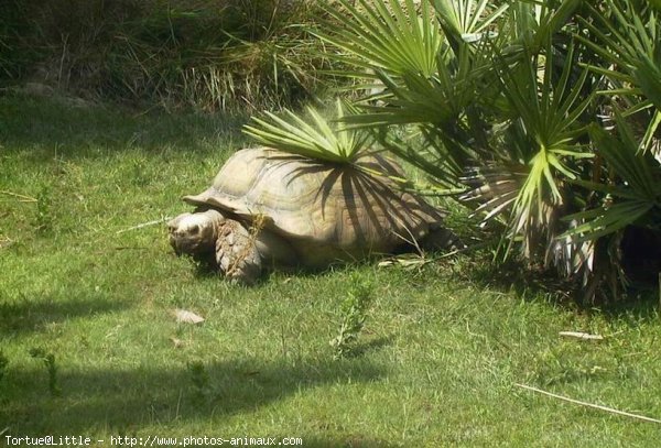 Photo de Tortue