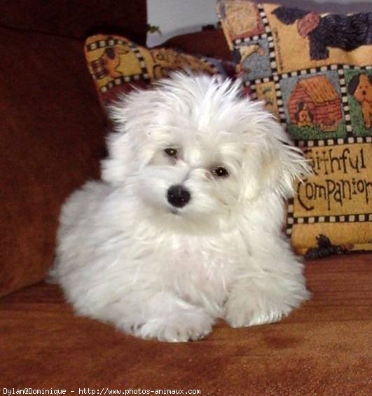 Photo de Bichon maltais