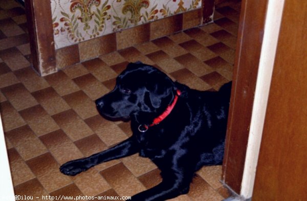 Photo de Labrador retriever