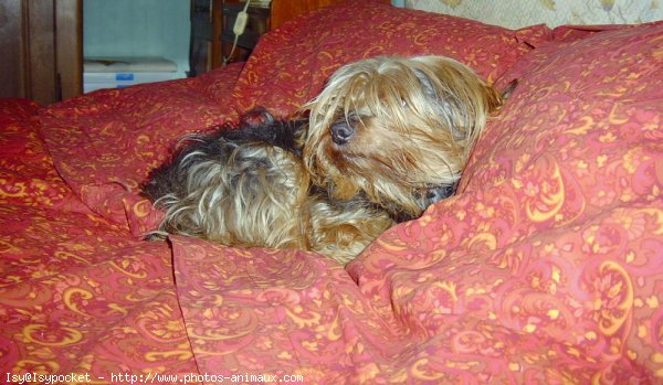 Photo de Yorkshire terrier