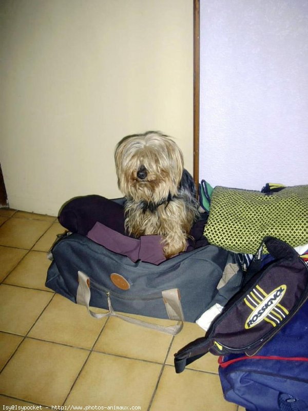 Photo de Yorkshire terrier