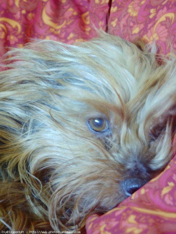 Photo de Yorkshire terrier