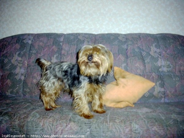 Photo de Yorkshire terrier