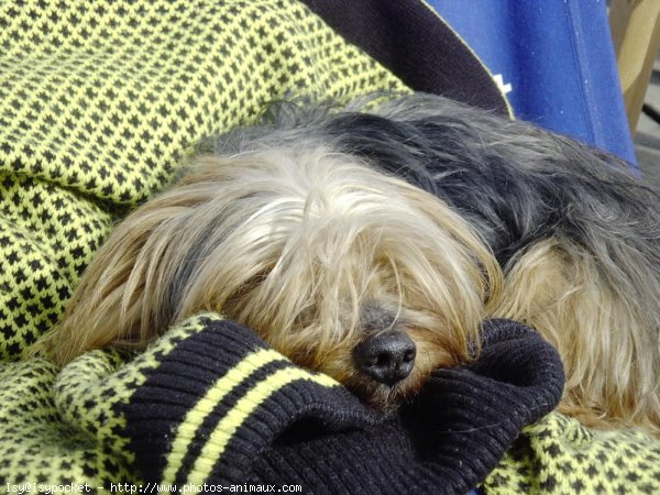 Photo de Yorkshire terrier