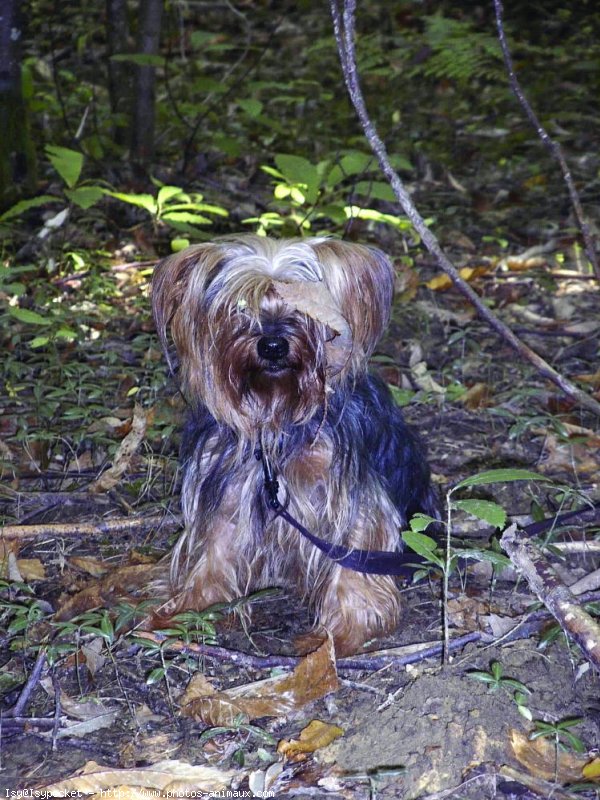 Photo de Yorkshire terrier