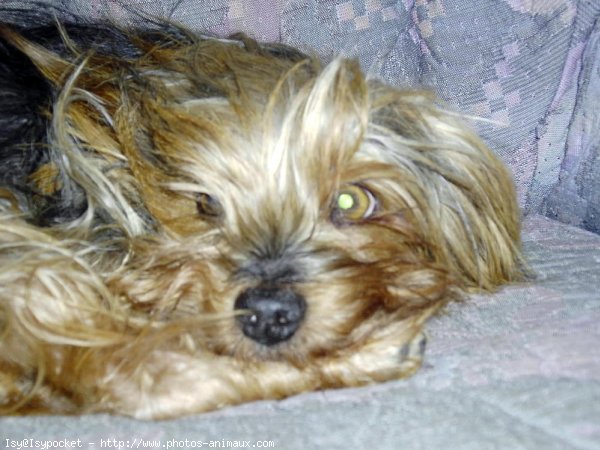 Photo de Yorkshire terrier