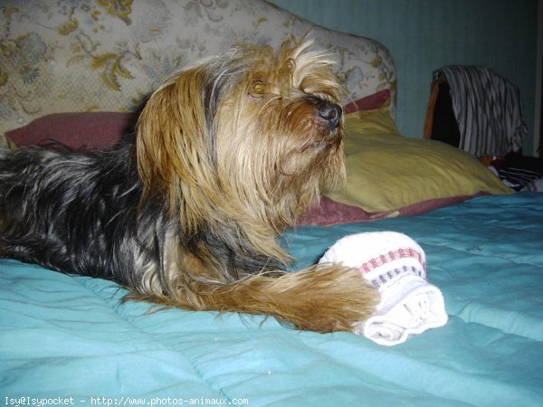 Photo de Yorkshire terrier