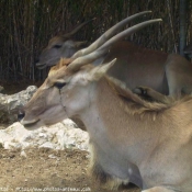 Photo d'Antilope