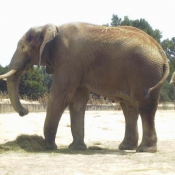 Photo d'Elphant d'afrique