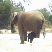 Photo d'Elphant d'afrique