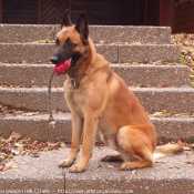 Photo de Berger belge malinois