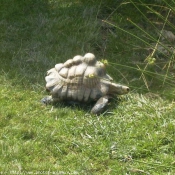 Photo de Tortue