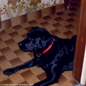 Photo de Labrador retriever