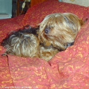 Photo de Yorkshire terrier