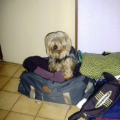 Photo de Yorkshire terrier