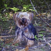 Photo de Yorkshire terrier