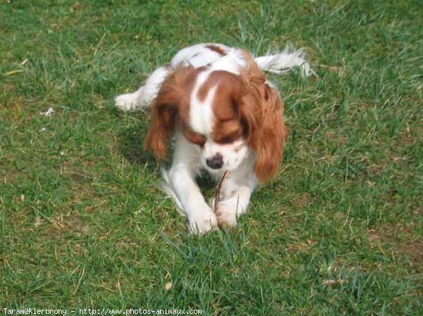 Photo de Cavalier king charles spaniel