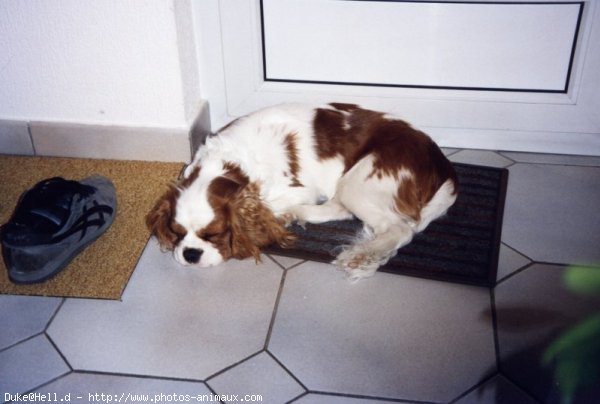 Photo de Cavalier king charles spaniel