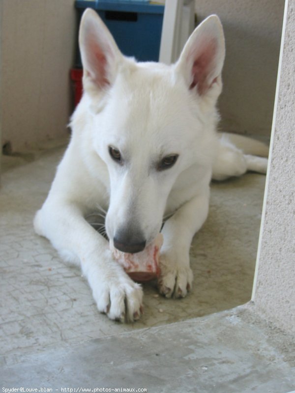 Photo de Berger blanc suisse