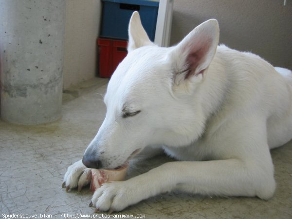 Photo de Berger blanc suisse