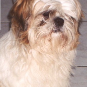 Photo de Shih tzu