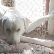 Photo de Labrador retriever