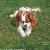 Photo de Cavalier king charles spaniel