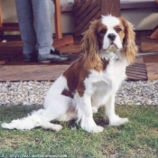 Photo de Cavalier king charles spaniel