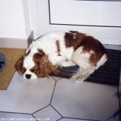 Photo de Cavalier king charles spaniel