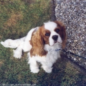 Photo de Cavalier king charles spaniel