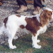 Photo de Cavalier king charles spaniel