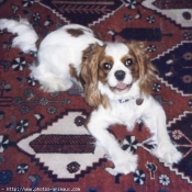 Photo de Cavalier king charles spaniel