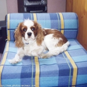 Photo de Cavalier king charles spaniel