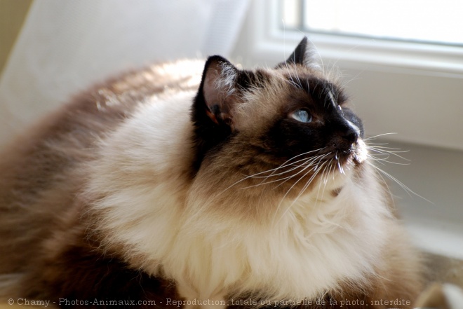 Photo de Ragdoll