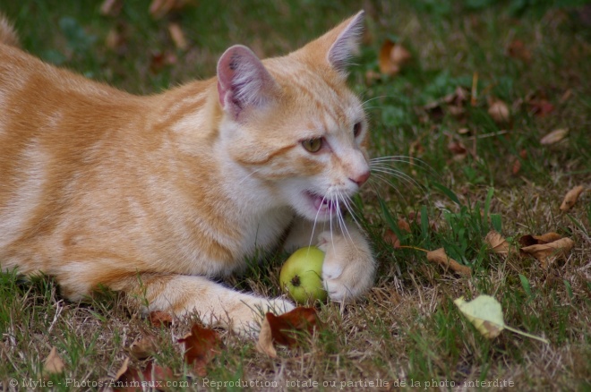 Photo de Chat domestique