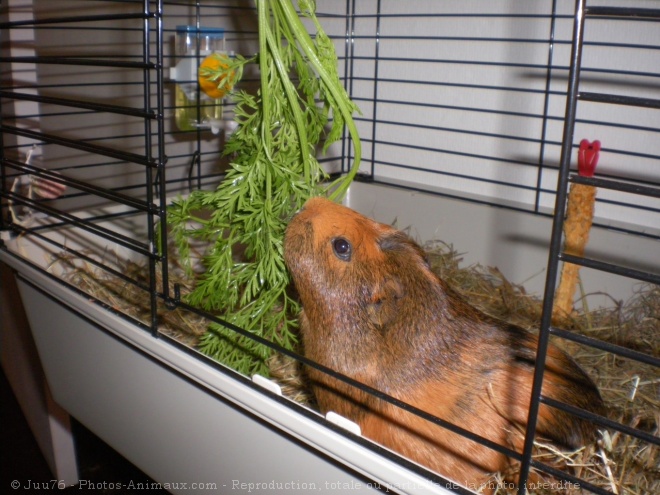 Photo de Cochon d'inde - agouti