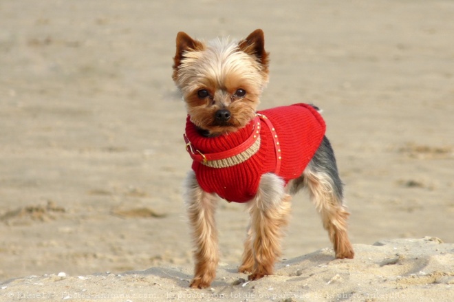 Photo de Yorkshire terrier