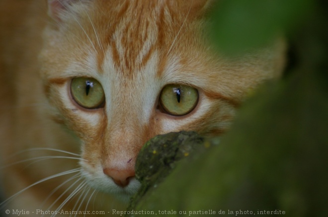 Photo de Chat domestique