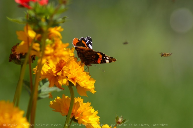 Photo de Papillon