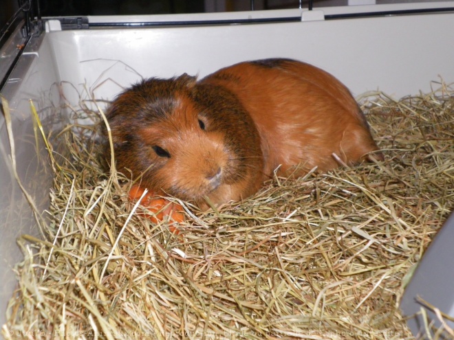 Photo de Cochon d'inde - agouti