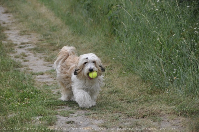 Photo de Terrier tibetain