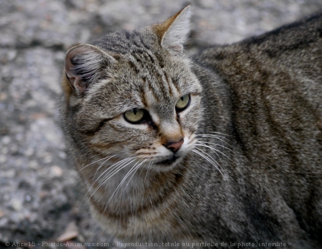 Photo de Chat domestique