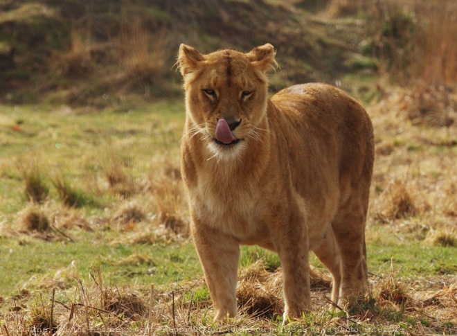 Photo de Lion