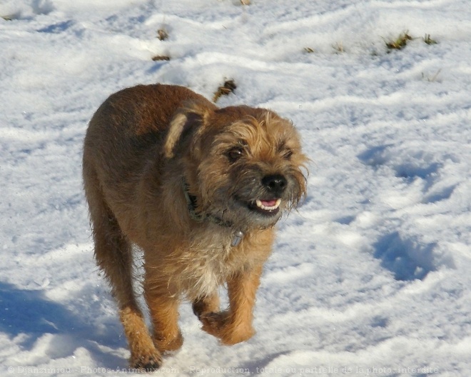 Photo de Border terrier