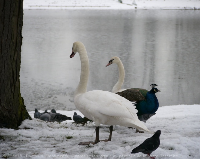 Photo de Cygne